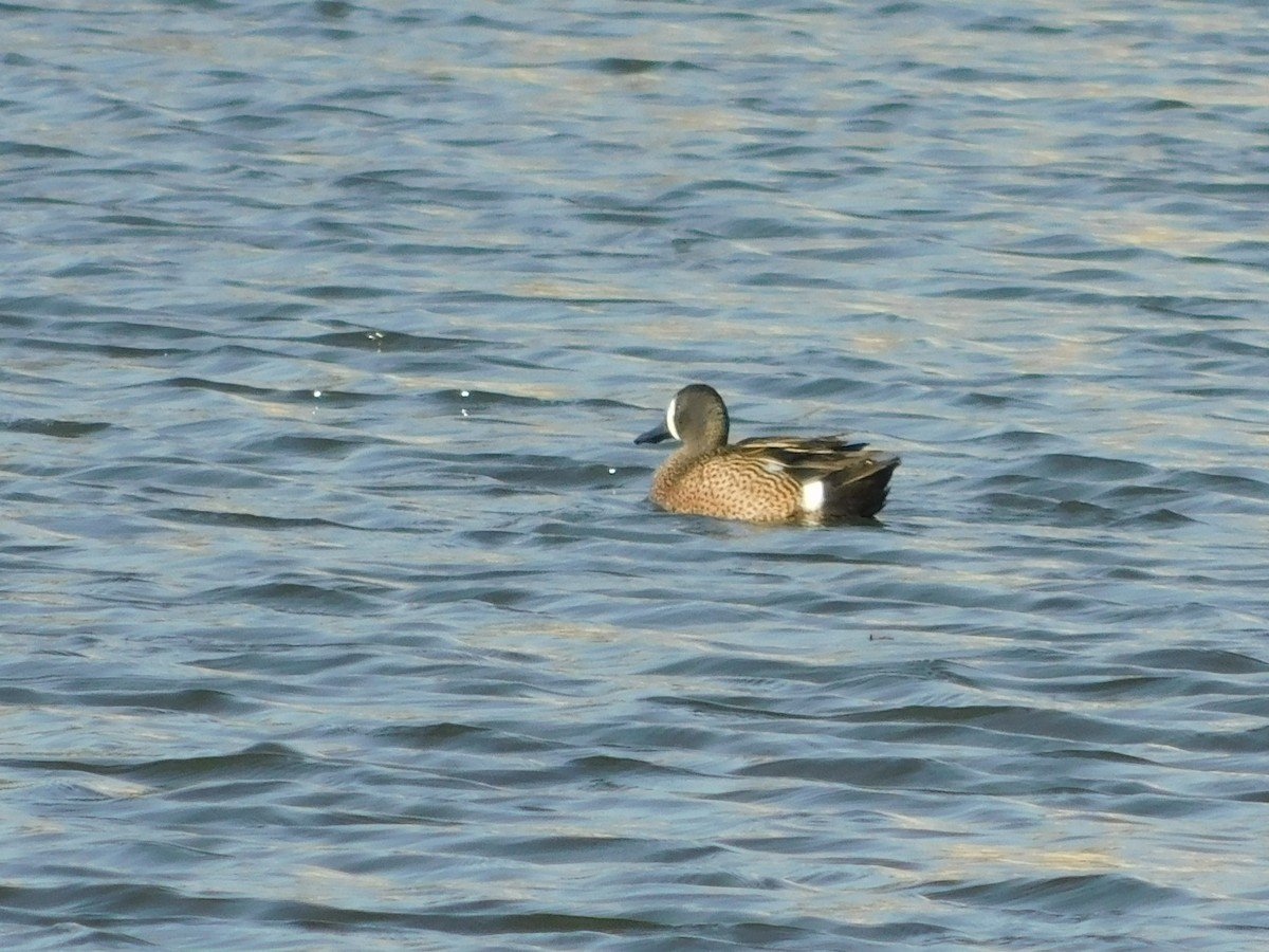 Blue-winged Teal - Jerry Decker