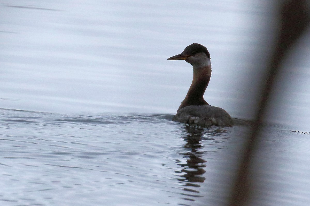 Red-necked Grebe - ML95149311