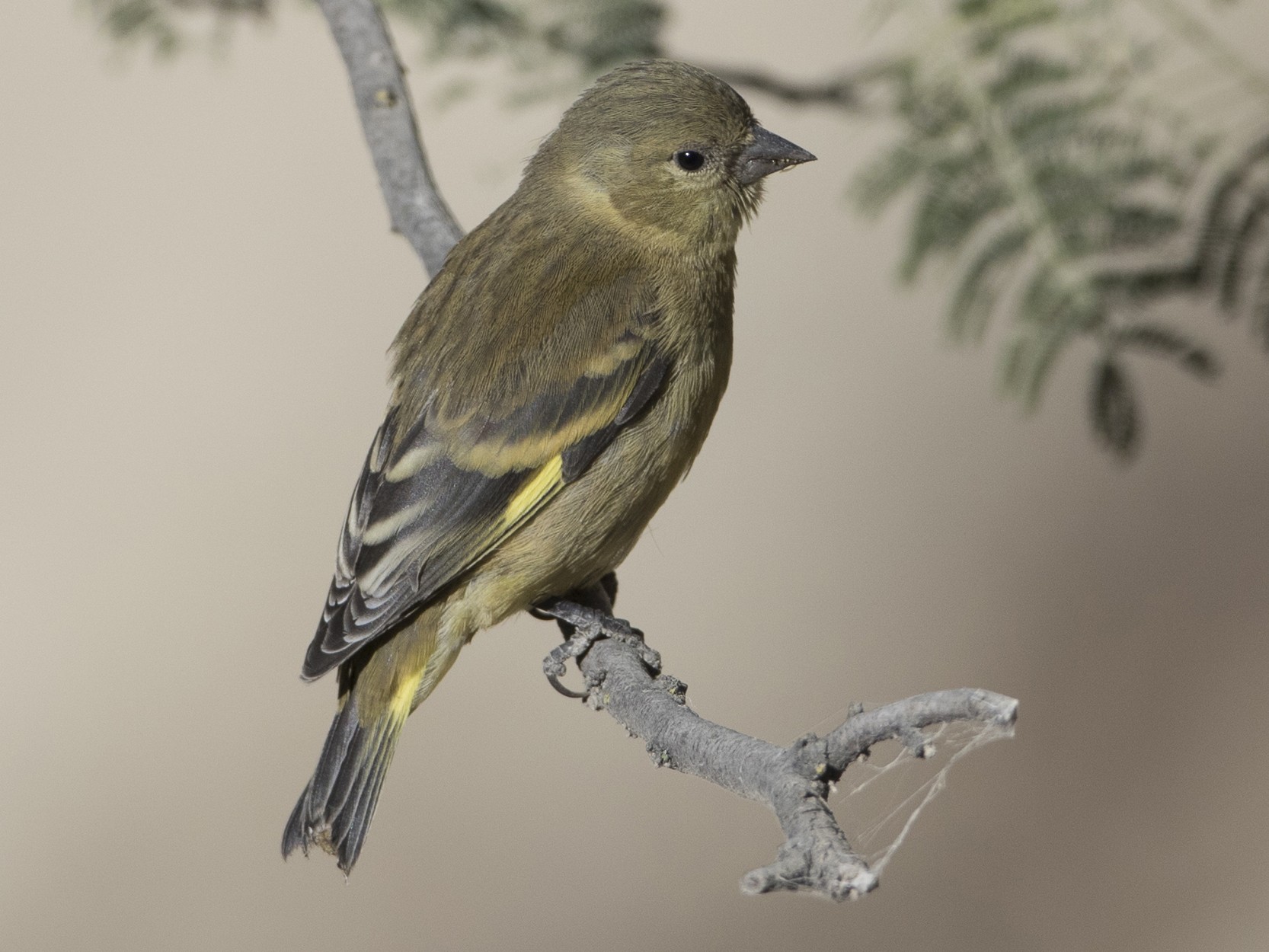 Hooded Siskin - Brian Sullivan