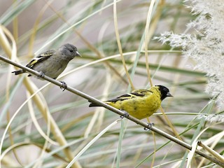Взрослый самец и самка/молодая птица - VERONICA ARAYA GARCIA - ML95150611