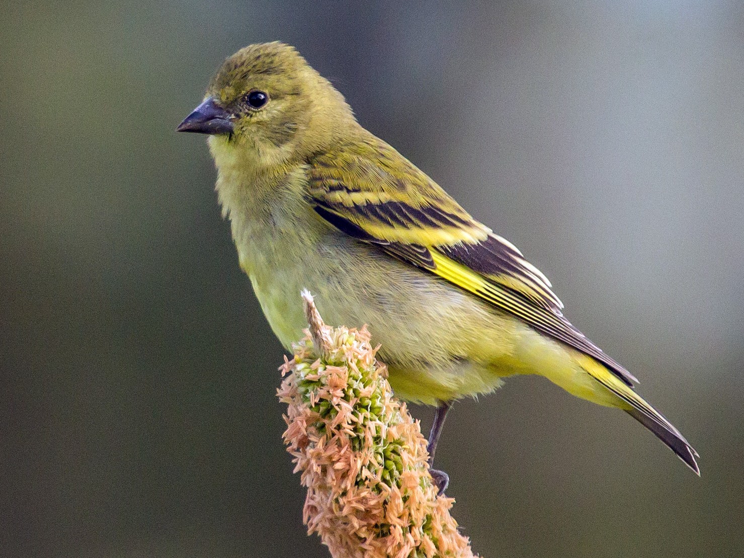 Hooded Siskin - eBird