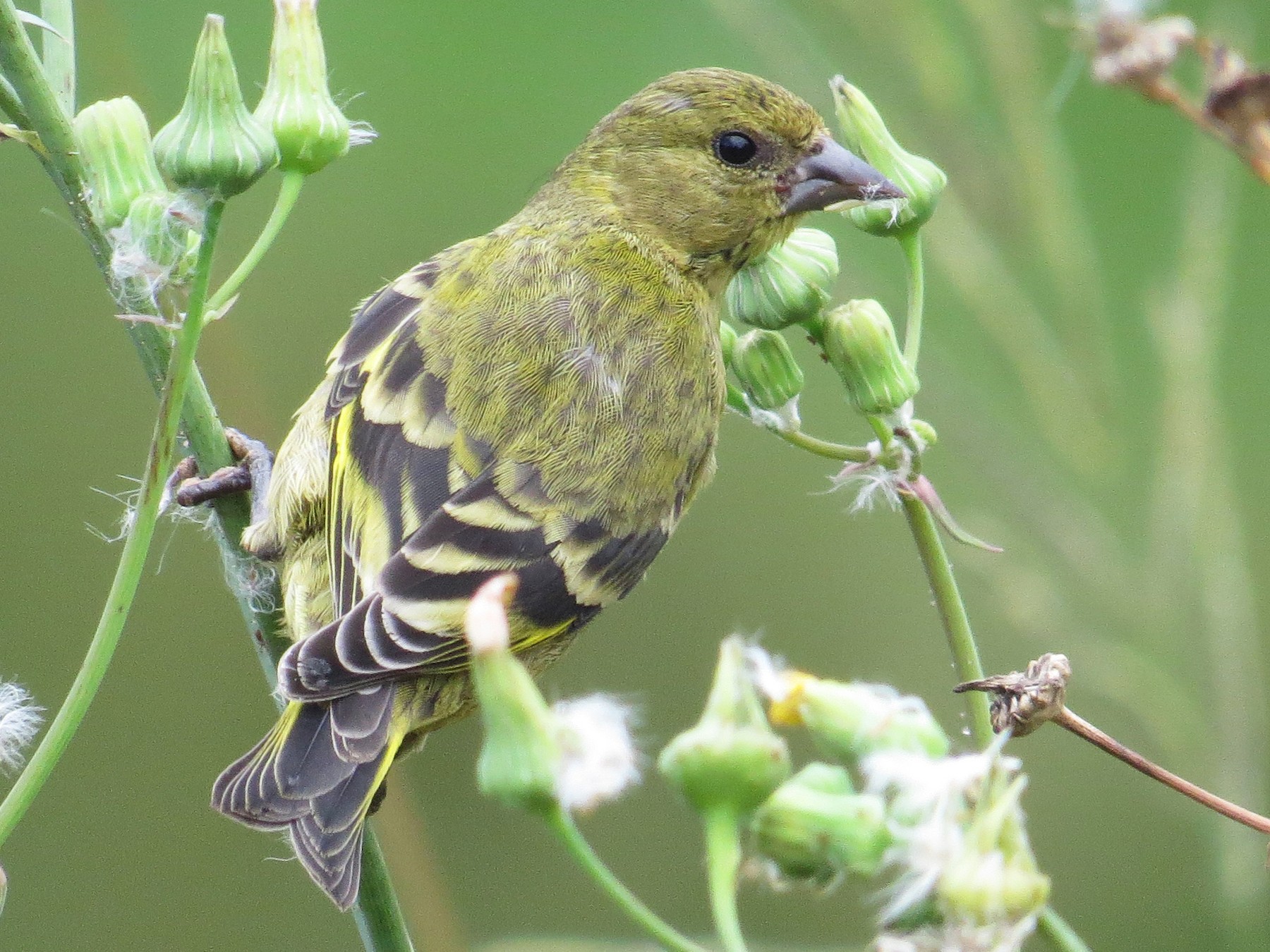 Hooded Siskin - Vitor Gomes