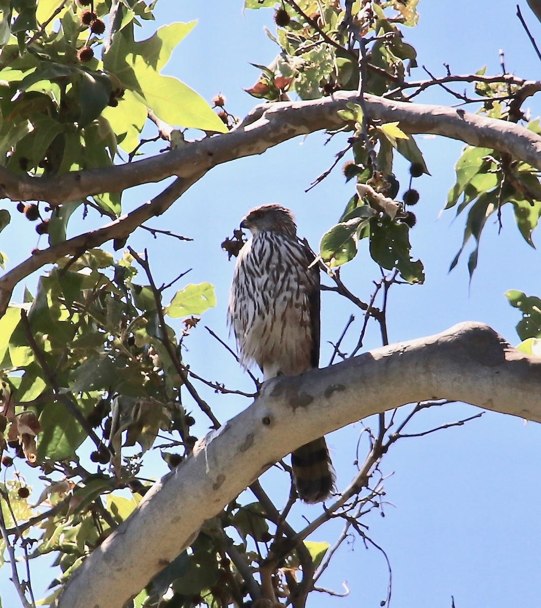 Cooper's Hawk - Millie and Peter Thomas