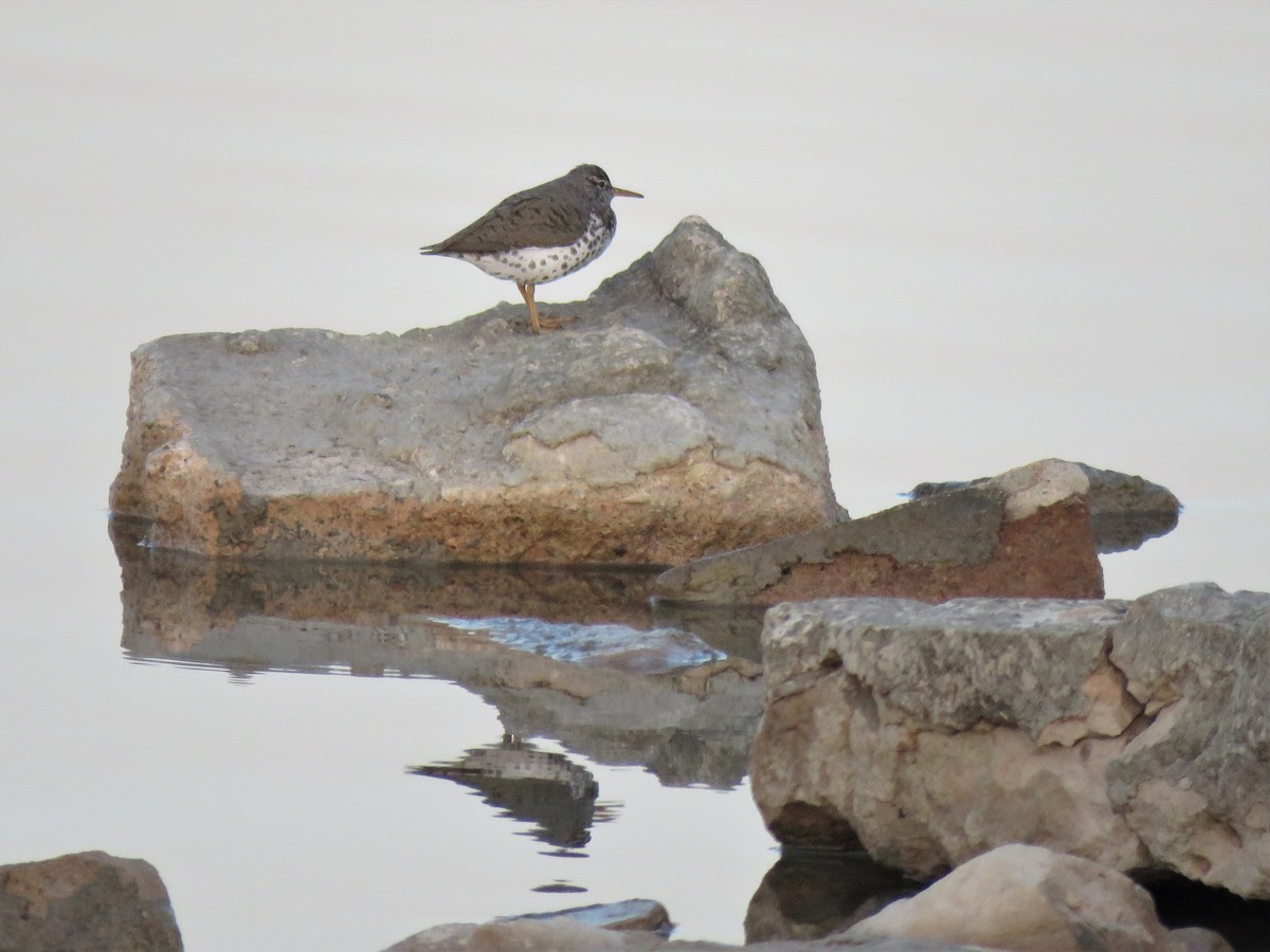 Spotted Sandpiper - Micky Louis