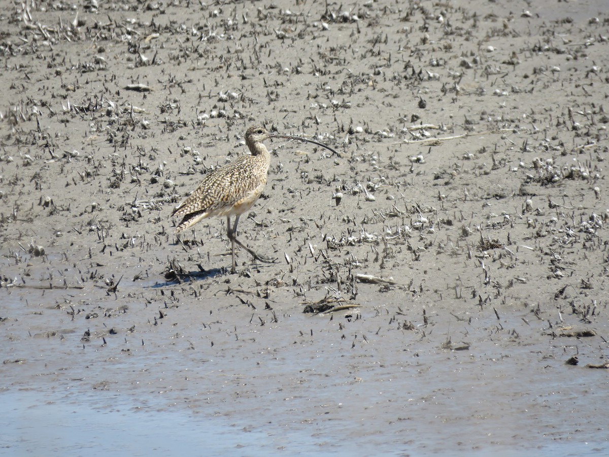Long-billed Curlew - ML95151951