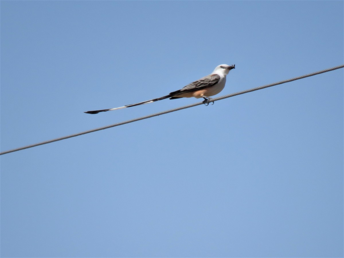 Scissor-tailed Flycatcher - Micky Louis