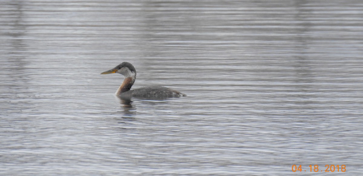 Red-necked Grebe - ML95154131