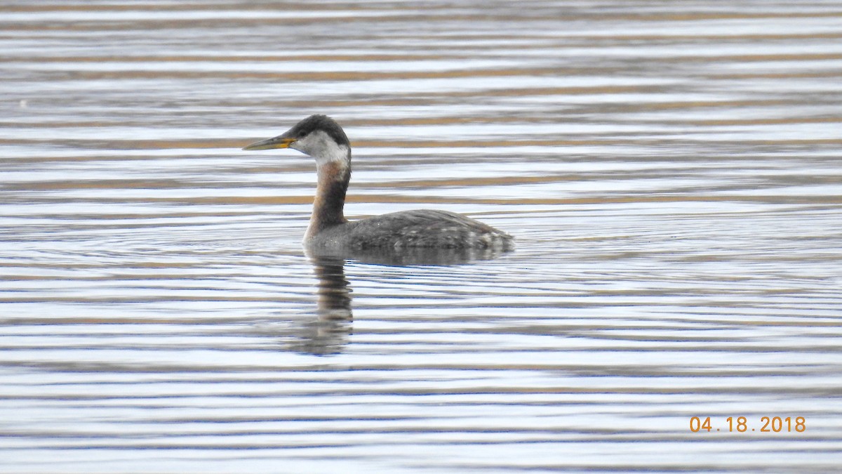 Red-necked Grebe - ML95154141