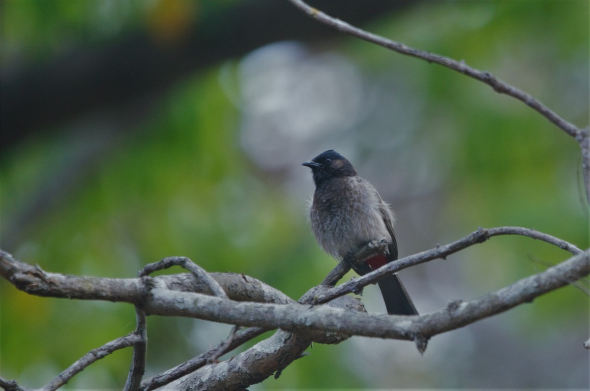 Red-vented Bulbul - ML95155141
