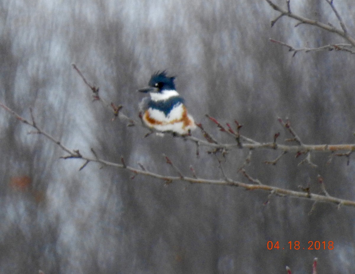 Belted Kingfisher - ML95159001