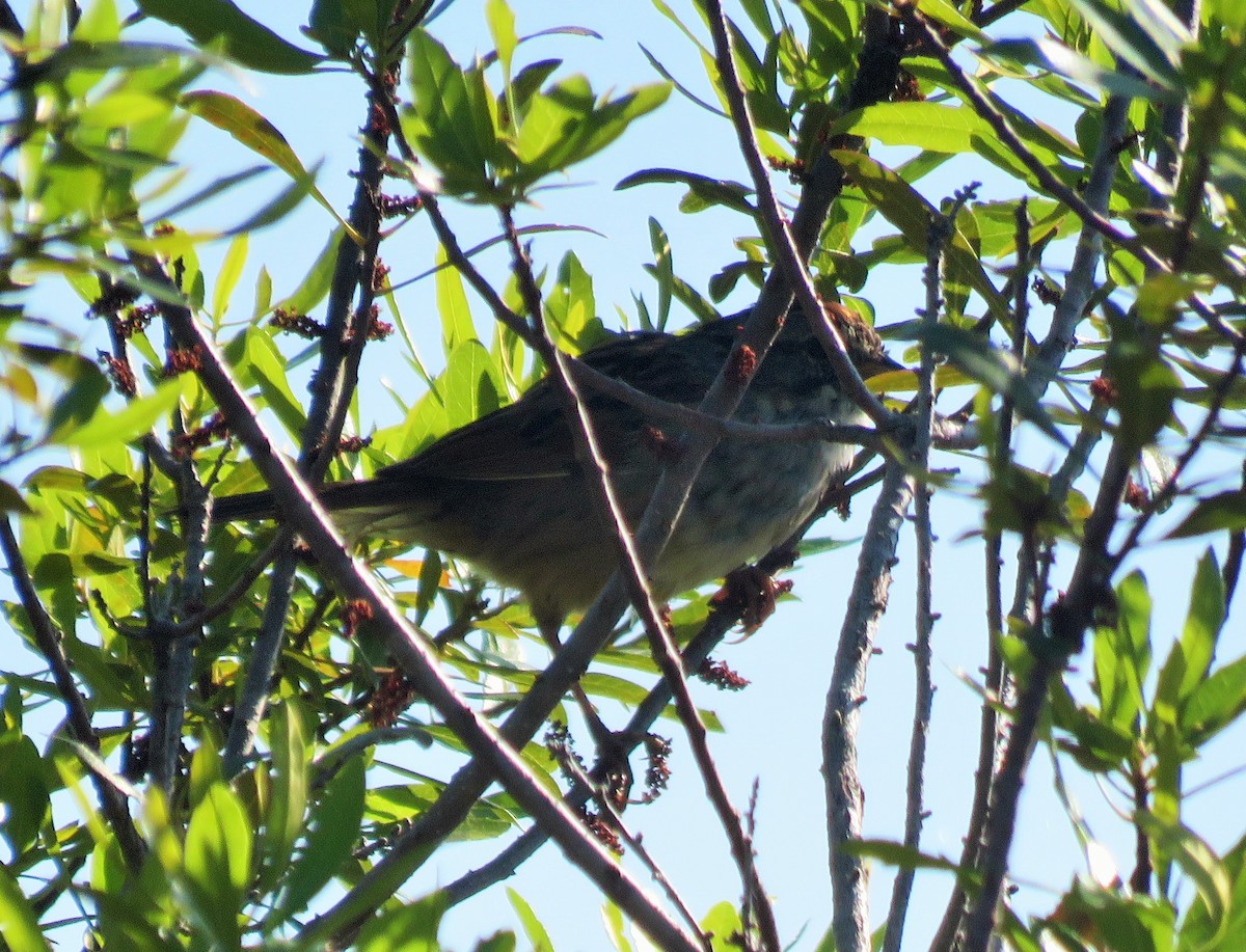 Swamp Sparrow - ML95161951