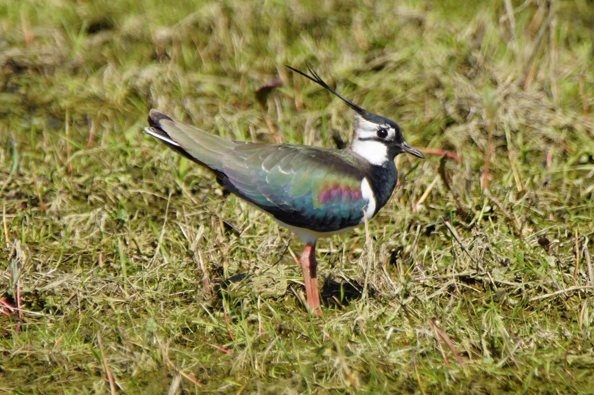 Northern Lapwing - Dennis Mersky