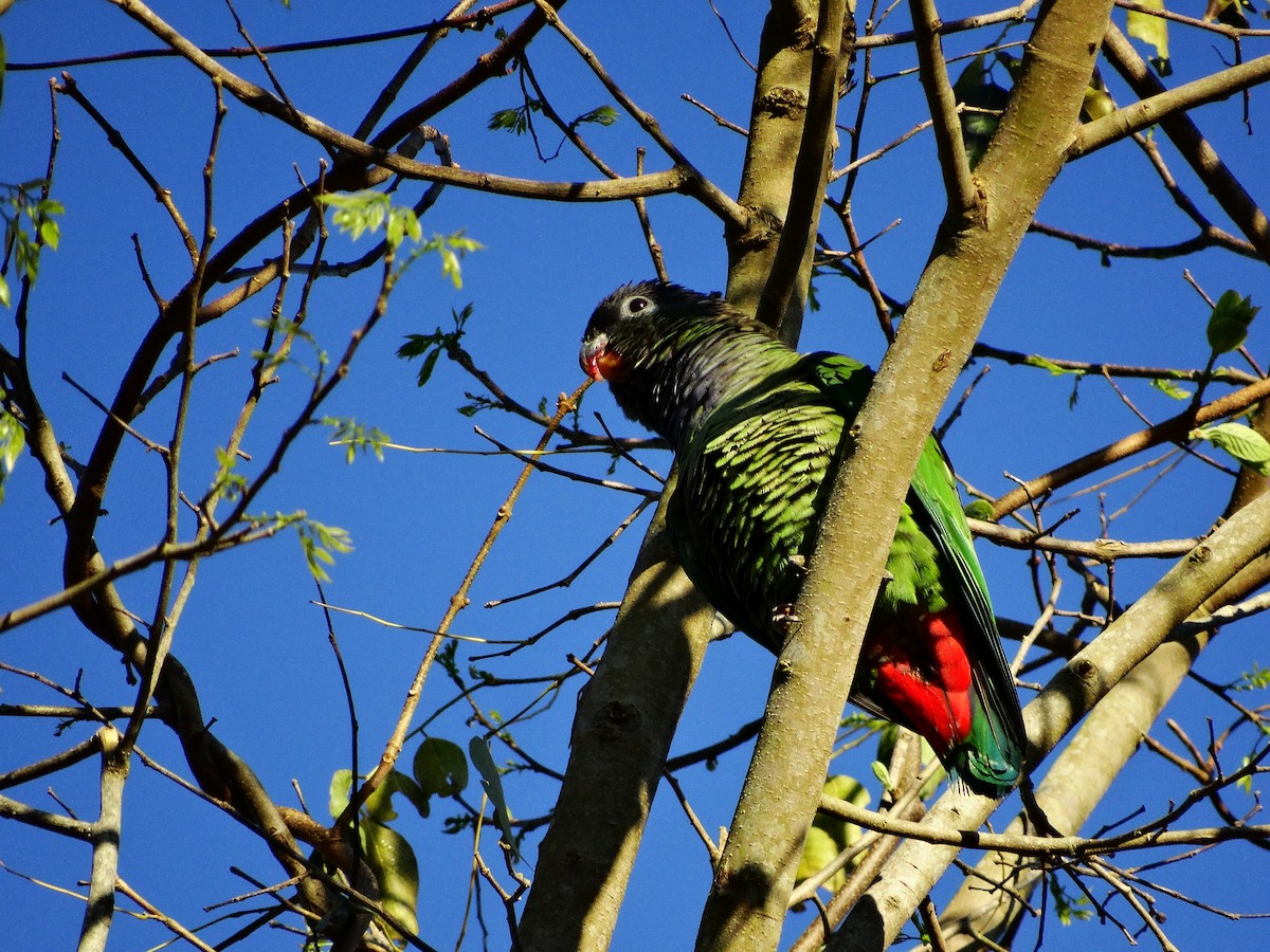 Scaly-headed Parrot - ML95168381