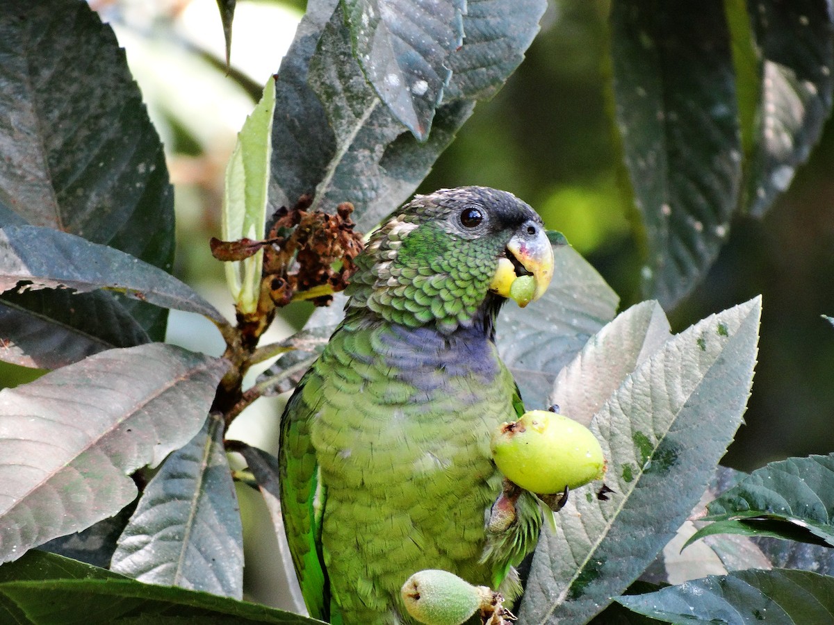 Scaly-headed Parrot - ML95168411