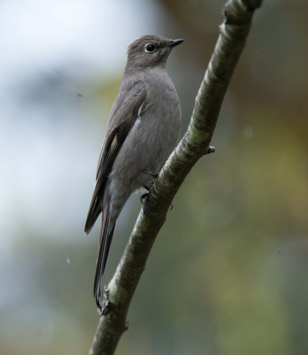 Townsend's Solitaire - Anne & Ted  Smith