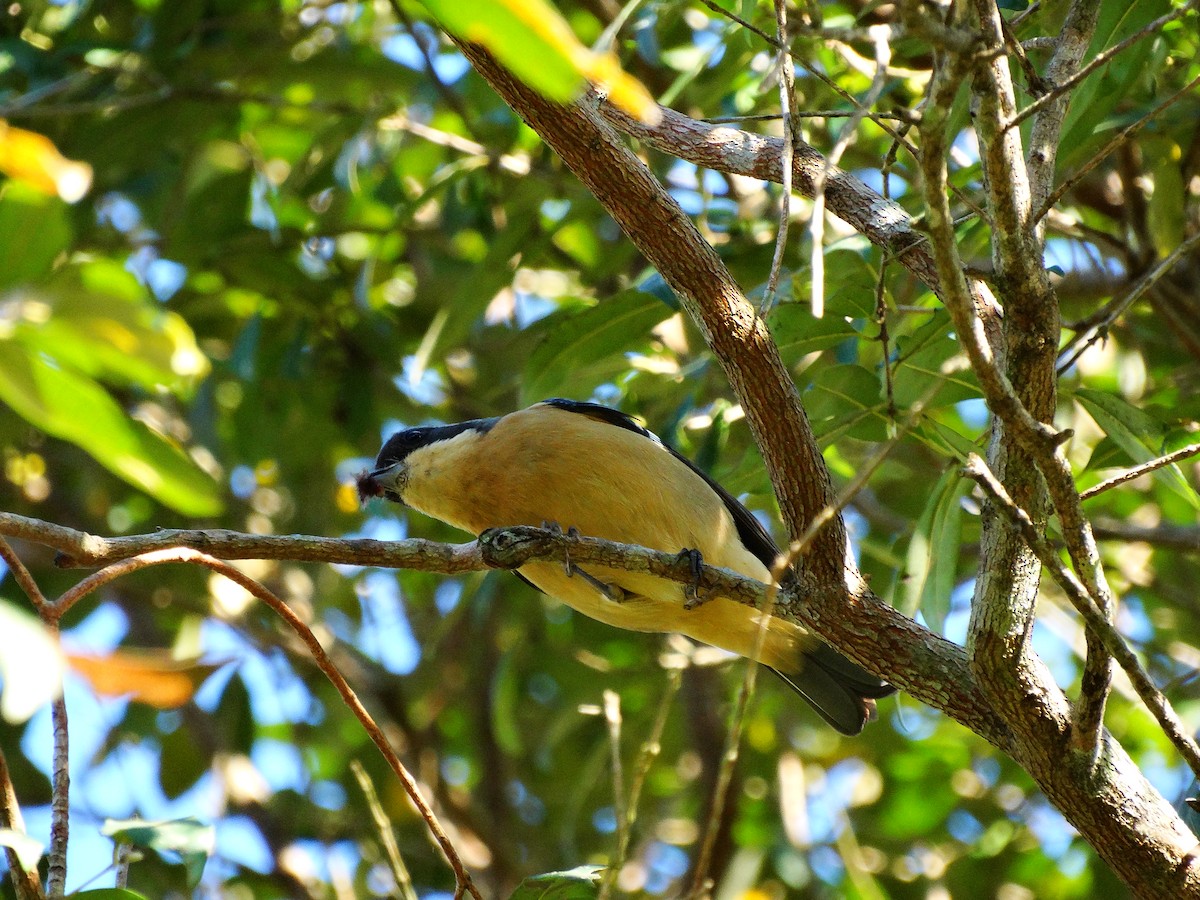 Fawn-breasted Tanager - ML95168651