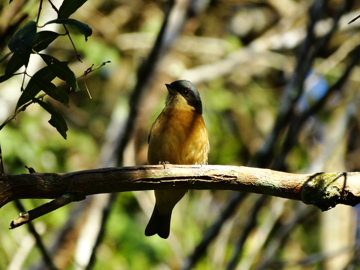 Fawn-breasted Tanager - ML95168681