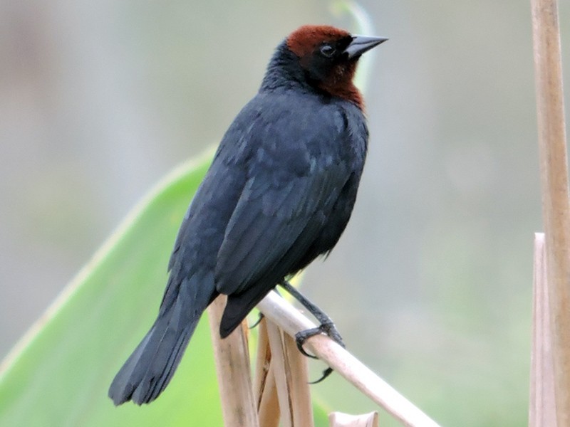 Chestnut-capped blackbird (Garibaldi)