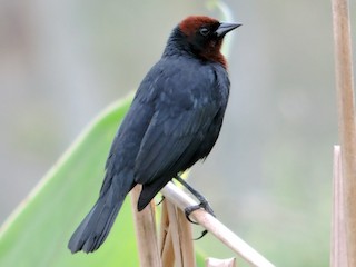 チャガシラハゴロモガラス - eBird