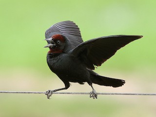 チャガシラハゴロモガラス - eBird