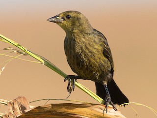 チャガシラハゴロモガラス - eBird