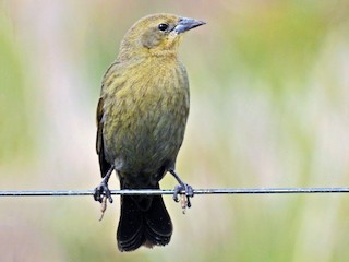 雌鳥 - Cláudio Jorge De Castro Filho - ML95169401