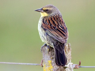 Weibchen - Diego Oscar / Sandpiper Birding & Tours - ML95171231