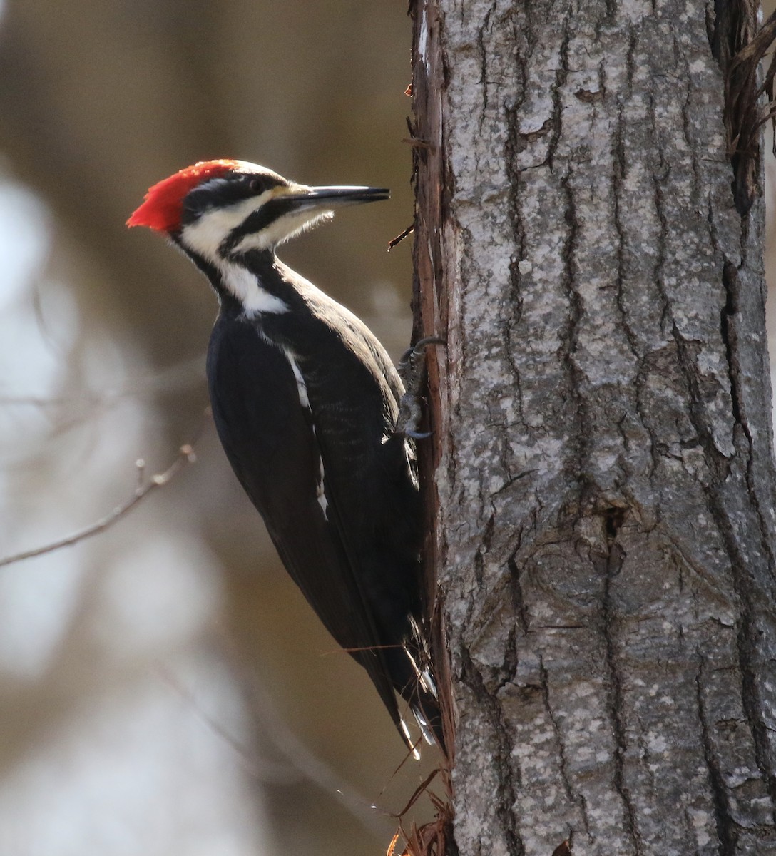 Pileated Woodpecker - Andy Sanford