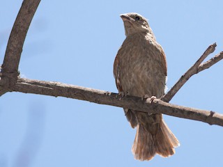 Молодая птица - Ariel Cabrera Foix - ML95173091