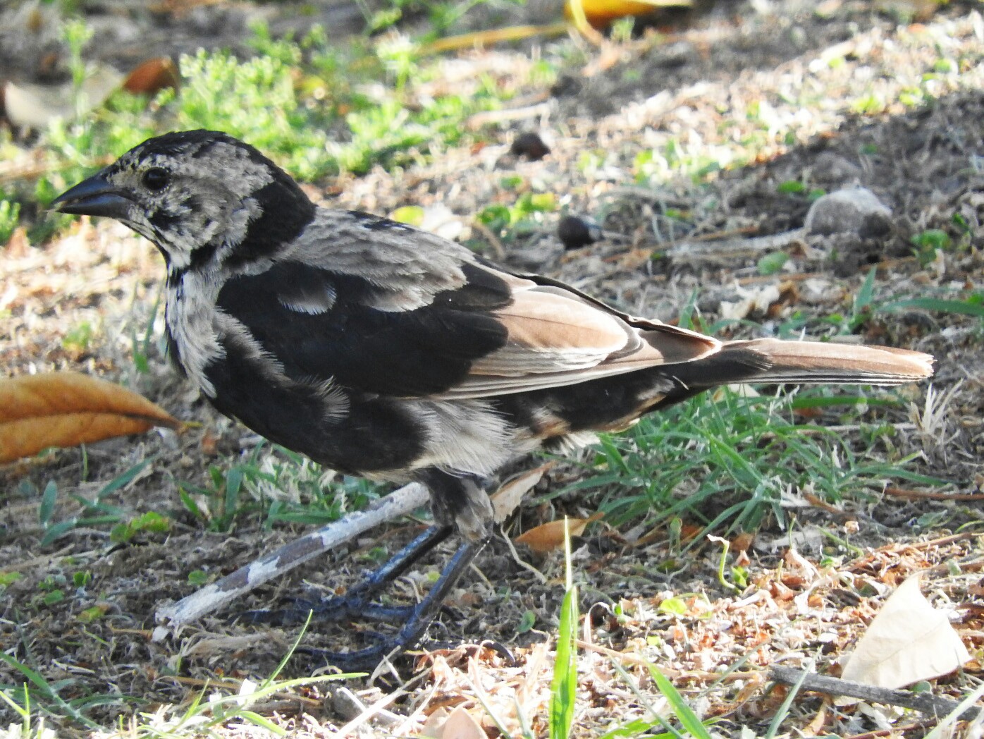 Screaming Cowbird - Enrique Chiurla