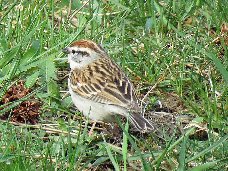 Chipping Sparrow - ML95174451