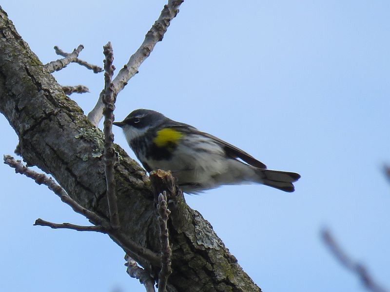 Yellow-rumped Warbler - Tracy The Birder