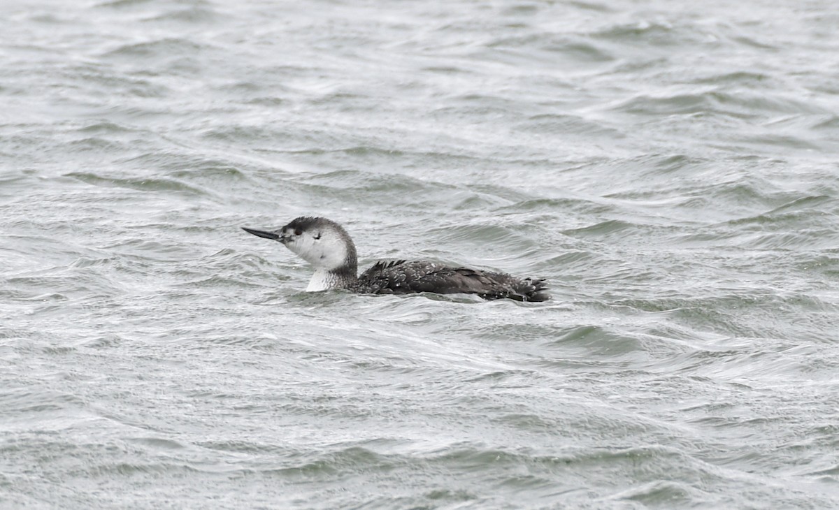 Red-throated Loon - Timothy Spahr