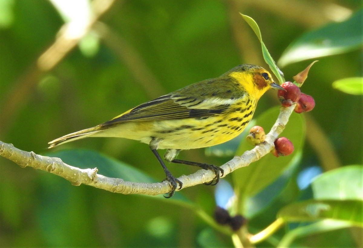 Cape May Warbler - ML95177621