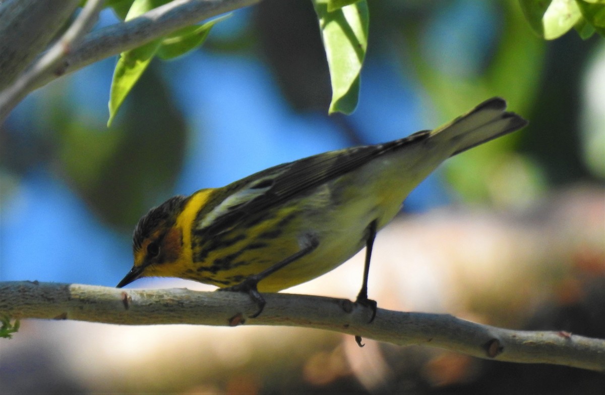 Cape May Warbler - ML95177631