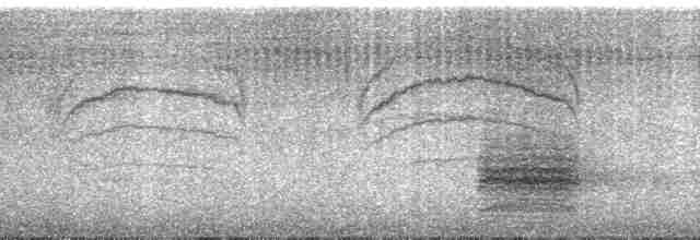 Hakenschnabelvanga (cetera) - ML95178