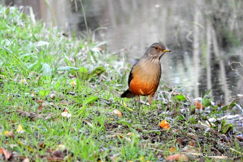 Rufous-bellied Thrush - Aves Sin Fronteras