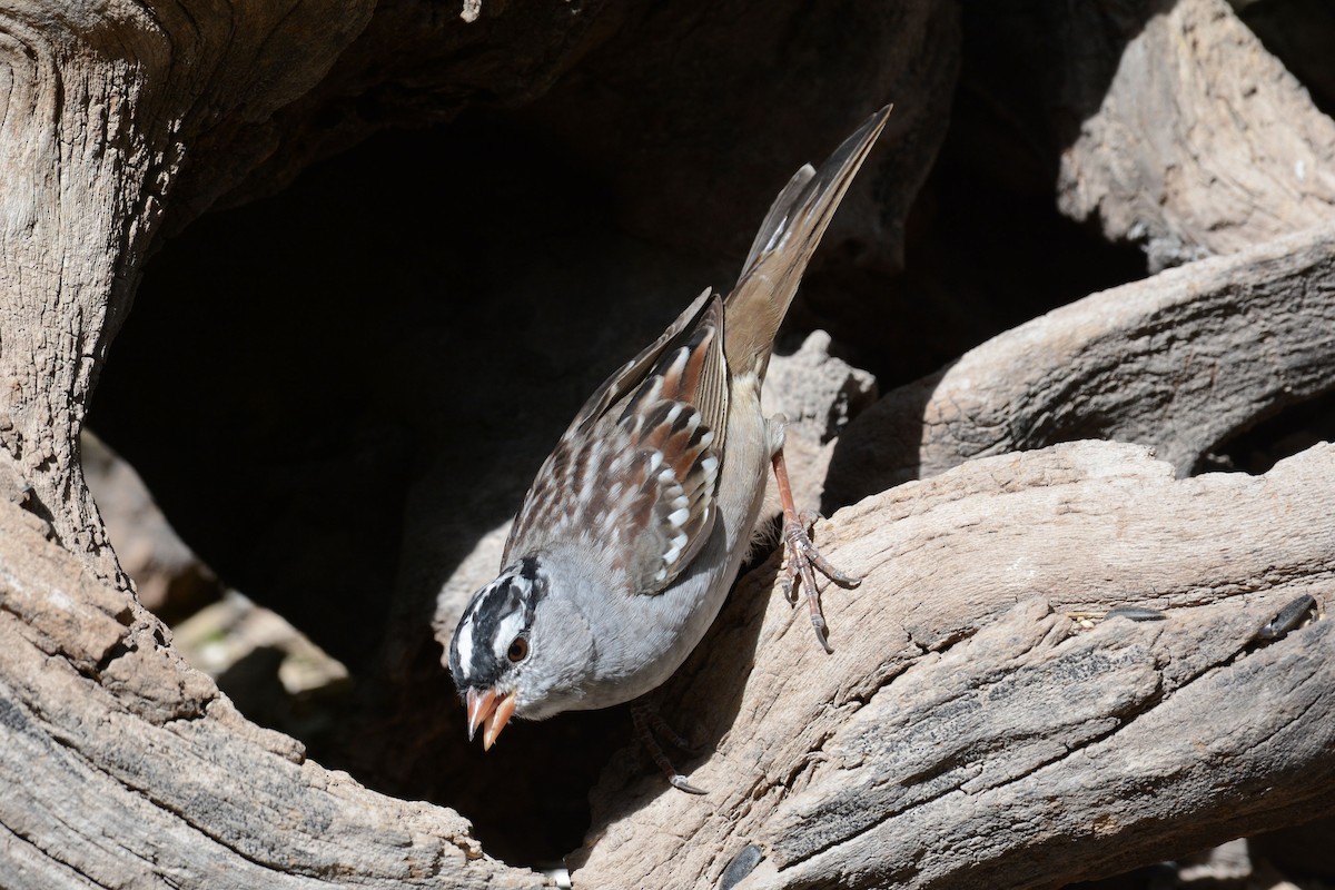 White-crowned Sparrow - Janet Rathjen