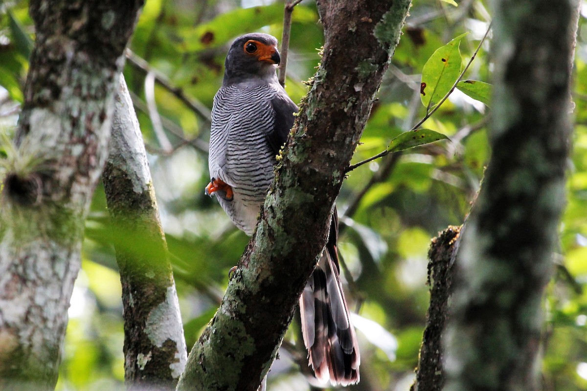 Barred Forest-Falcon - Isaias Morataya