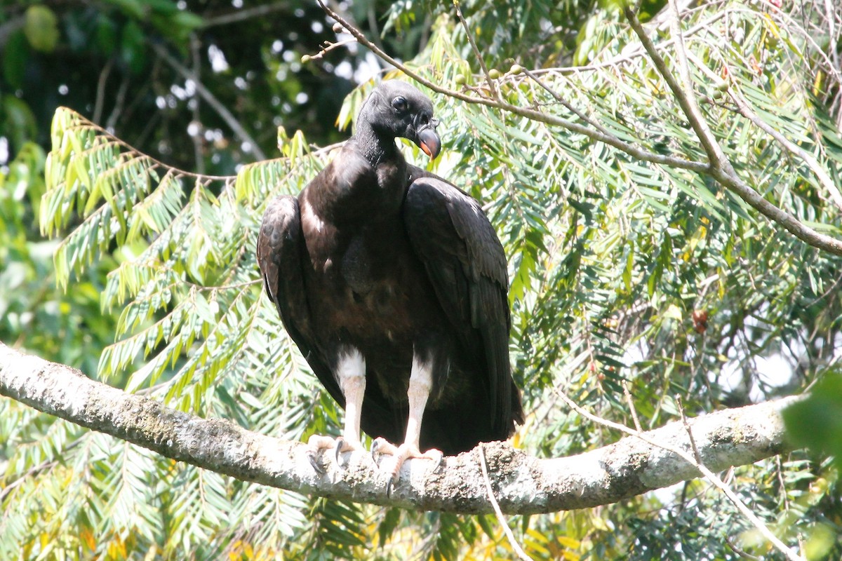 King Vulture - Isaias Morataya