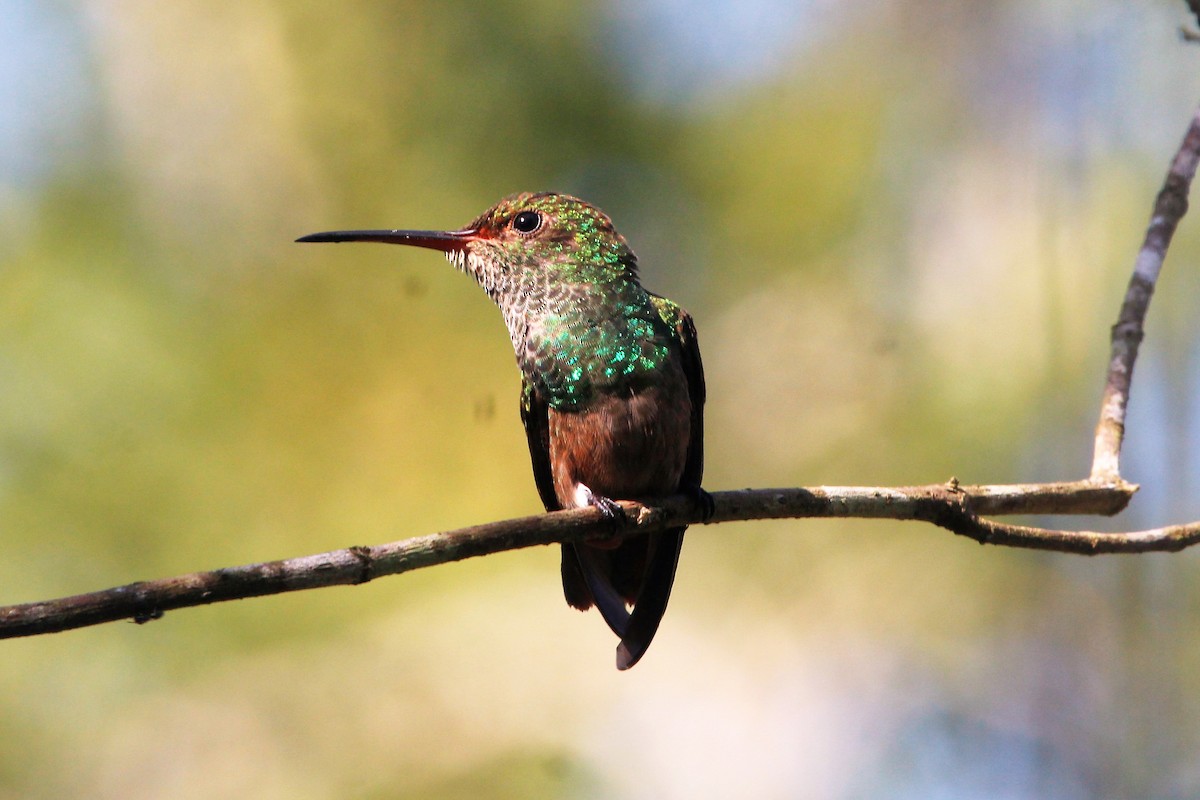 Rufous-tailed Hummingbird - Isaias Morataya