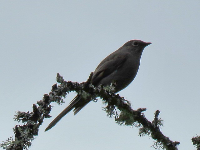 Townsend's Solitaire - Don Wilshere