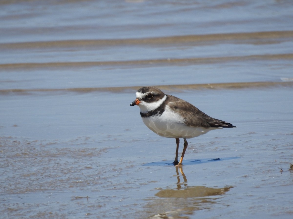 Semipalmated Plover - Kay Zagst