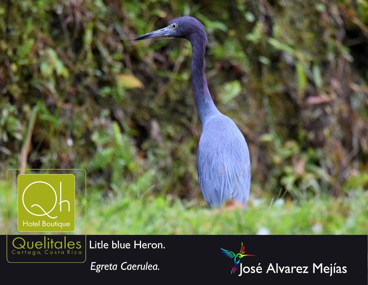 Little Blue Heron - José Alvarez