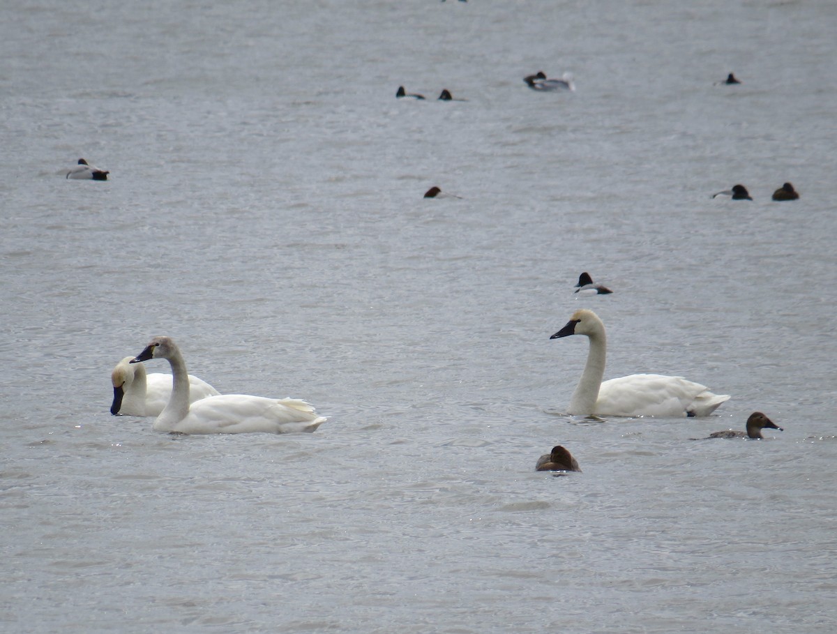 Tundra Swan (Whistling) - ML95194331