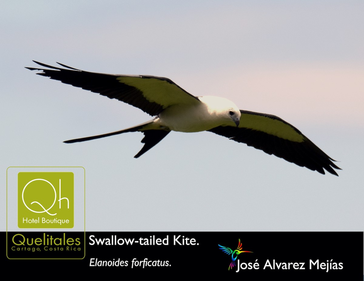 Swallow-tailed Kite - José Alvarez
