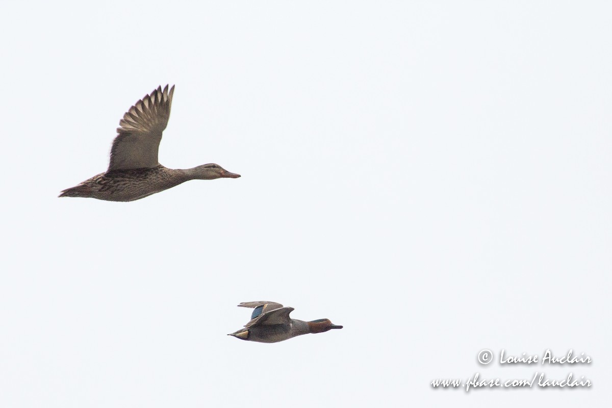 Green-winged Teal - ML95194741