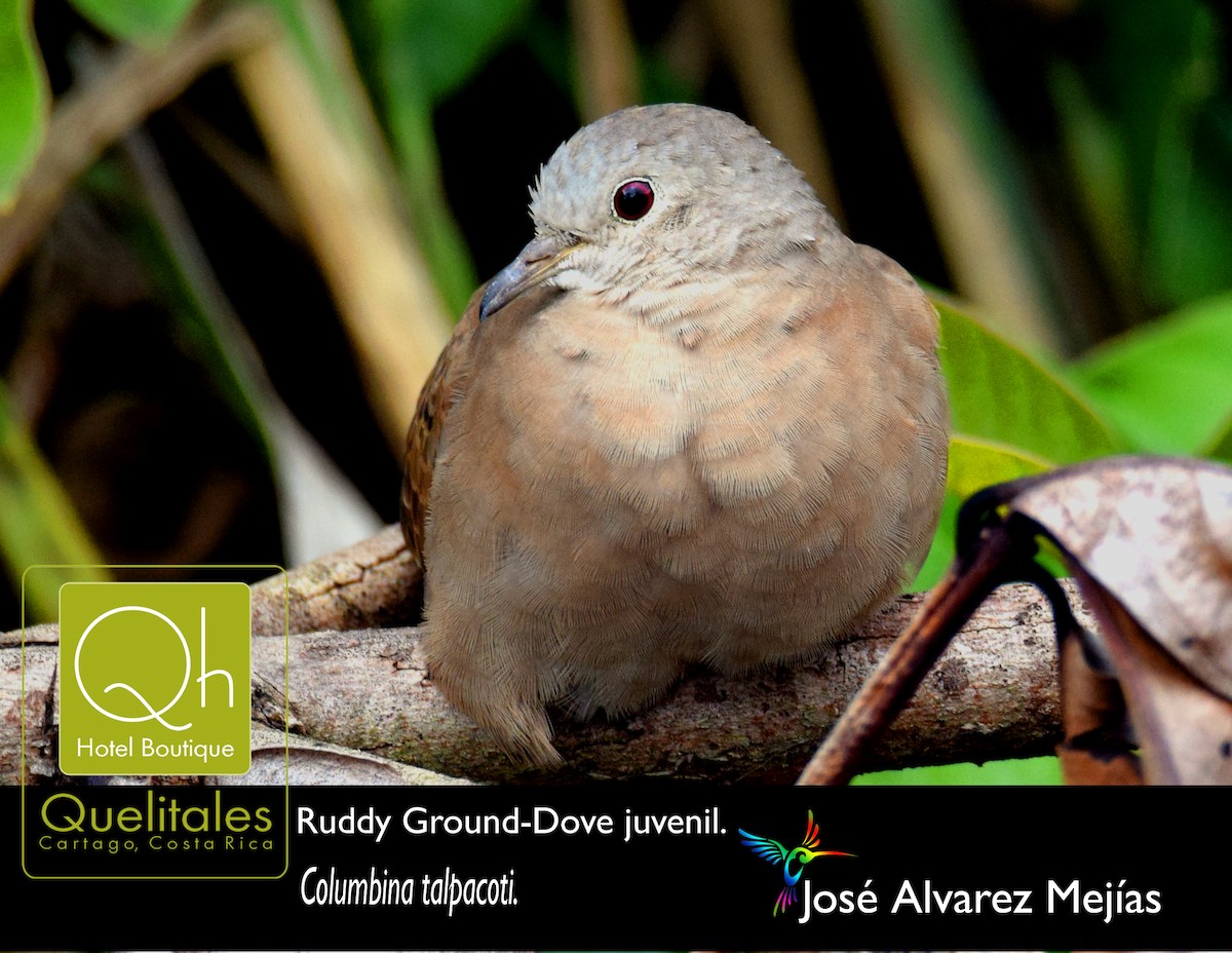 Ruddy Ground Dove - José Alvarez