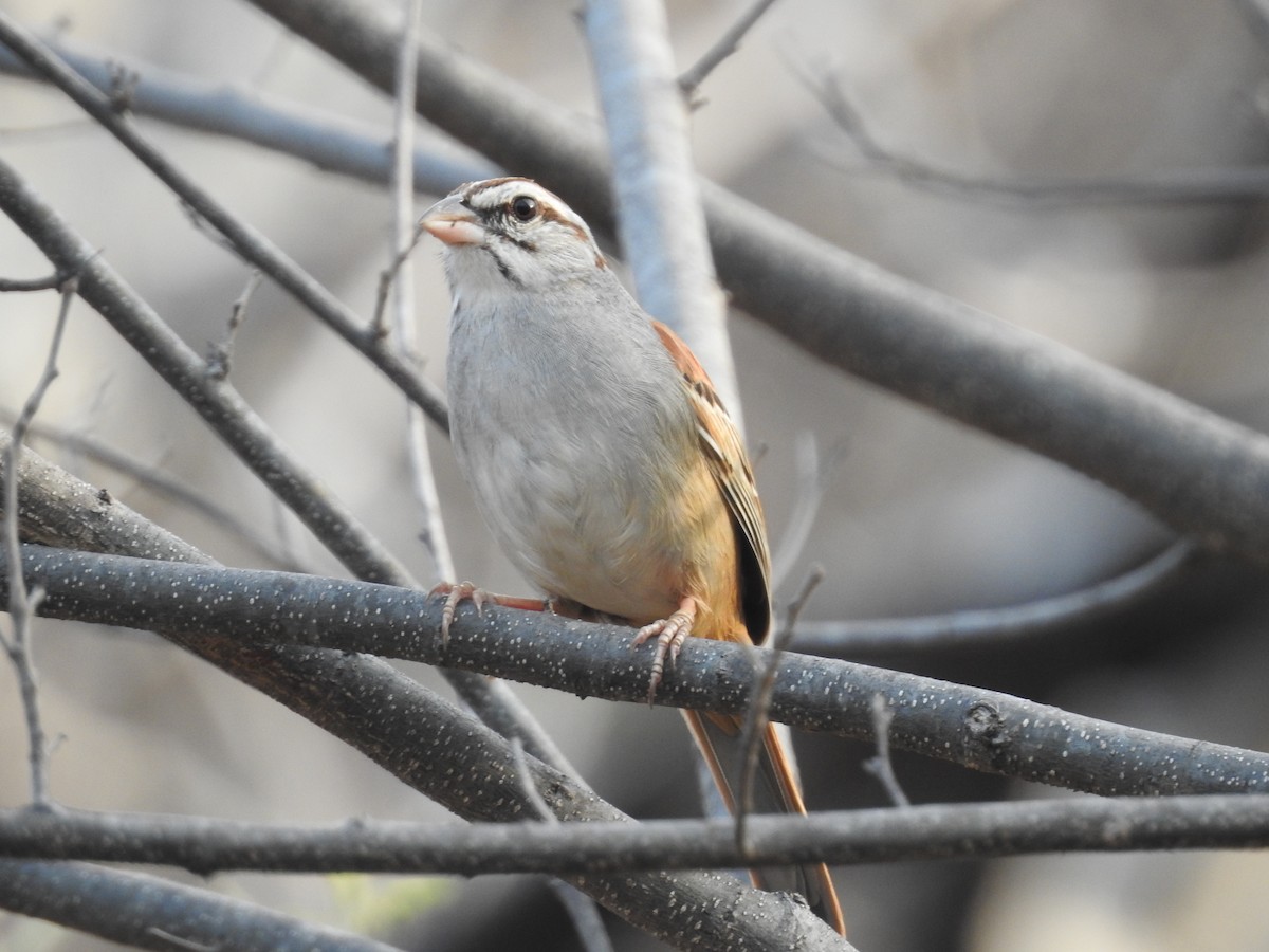 Cinnamon-tailed Sparrow - ML95201121