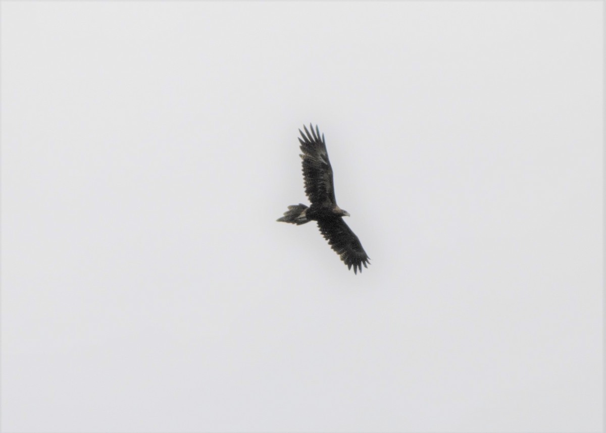 Wedge-tailed Eagle - ML95202661